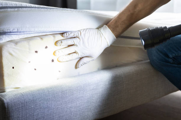 Flea Control Services in Pantego, TX