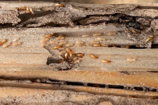 Best Affordable Pest Control Services  in Pantego, TX